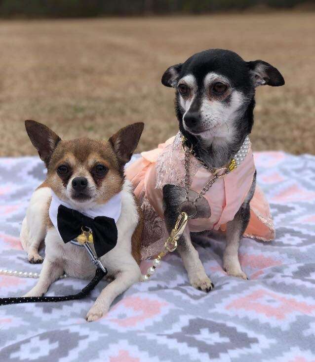 chihuahua couple