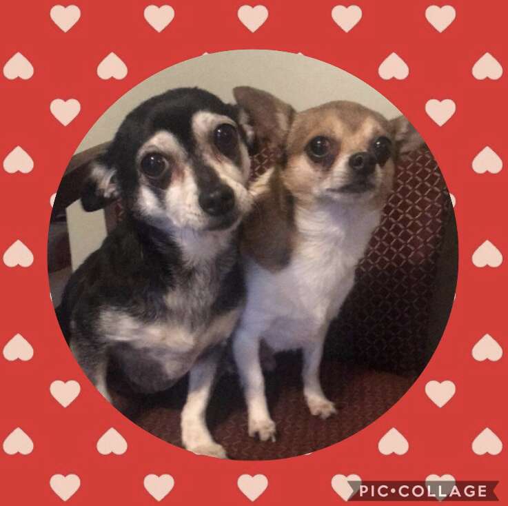 chihuahua couple 