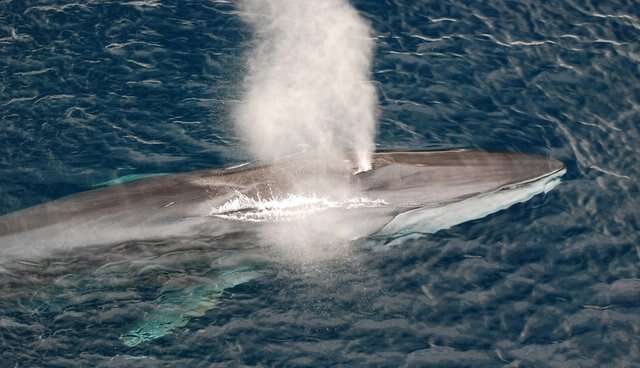 whale fin iceland hunt