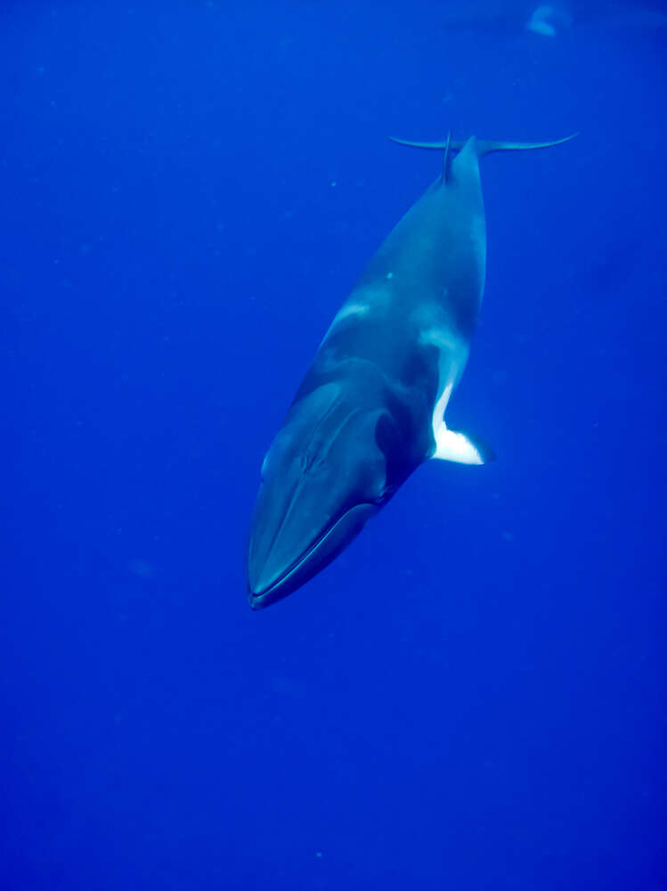 minke whale iceland