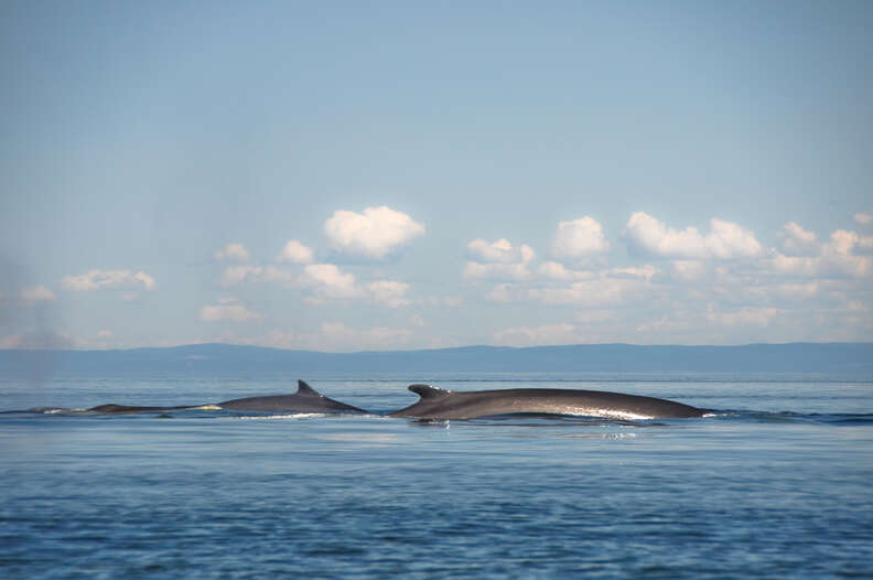 fin whale hunt iceland