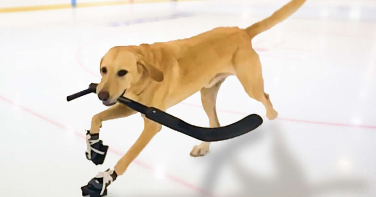 Dog That Nobody Wanted Loves Ice Skating Now Videos The Dodo