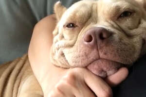7 Myths About Pit Bulls That Are Complete BS