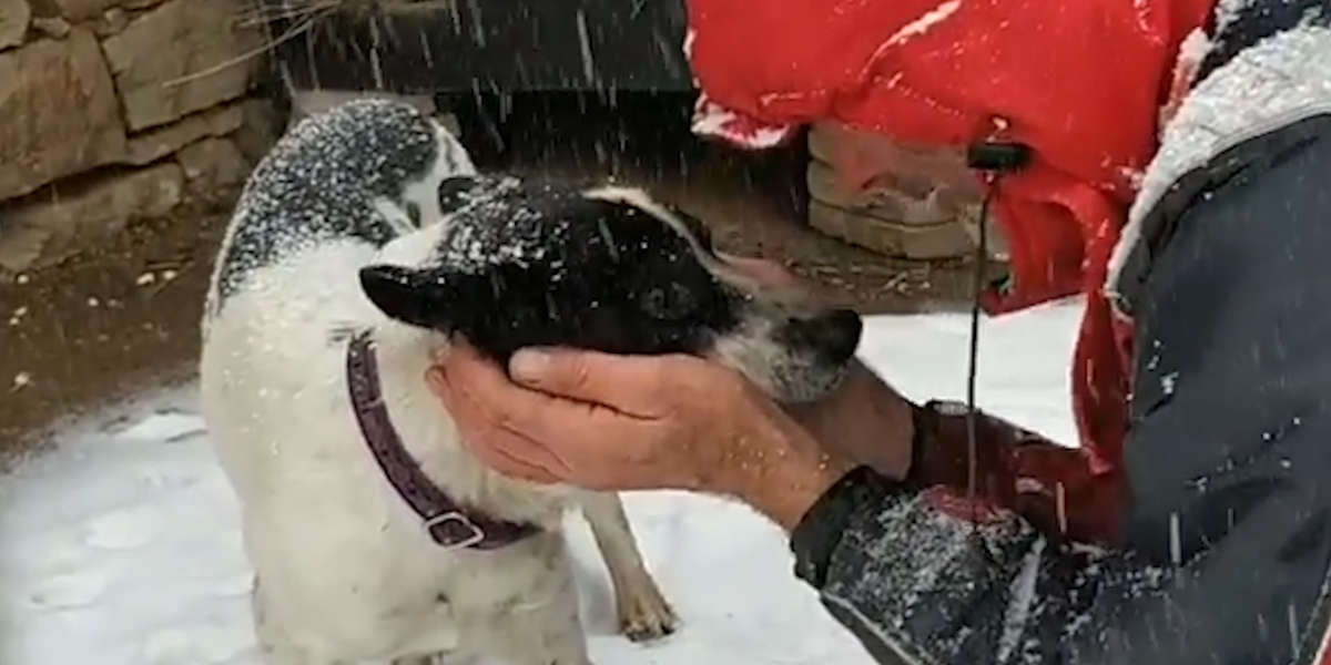 What To Do If You See A Dog Left Outside In The Cold Videos The Dodo