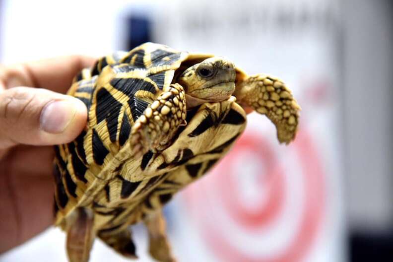 Suitcases seized in the Philippines with turtles inside