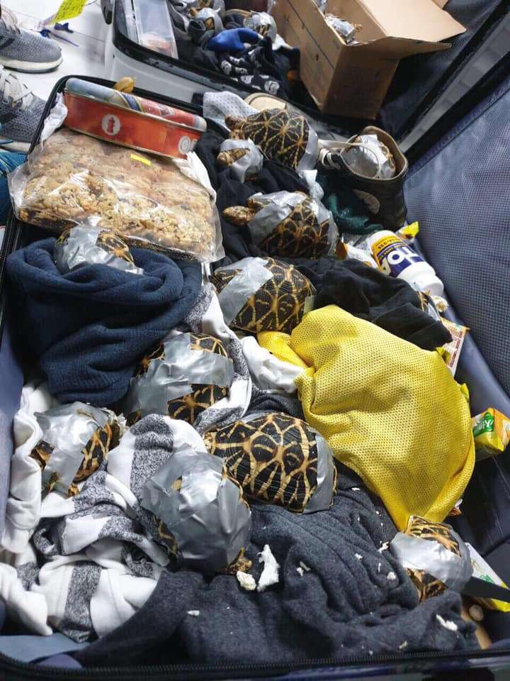 Suitcases seized in the Philippines with turtles inside