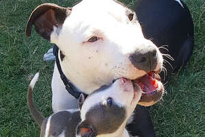 Pittie Becomes Obsessed With Fostering Puppies