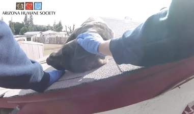 puppy on roof