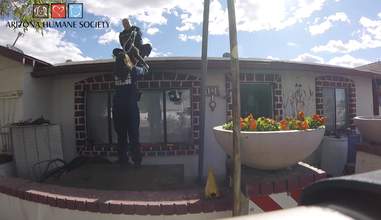 puppy on roof