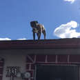 Stray Pit Bull Puppy Stuck On Roof Is SO Excited To See His Rescuers