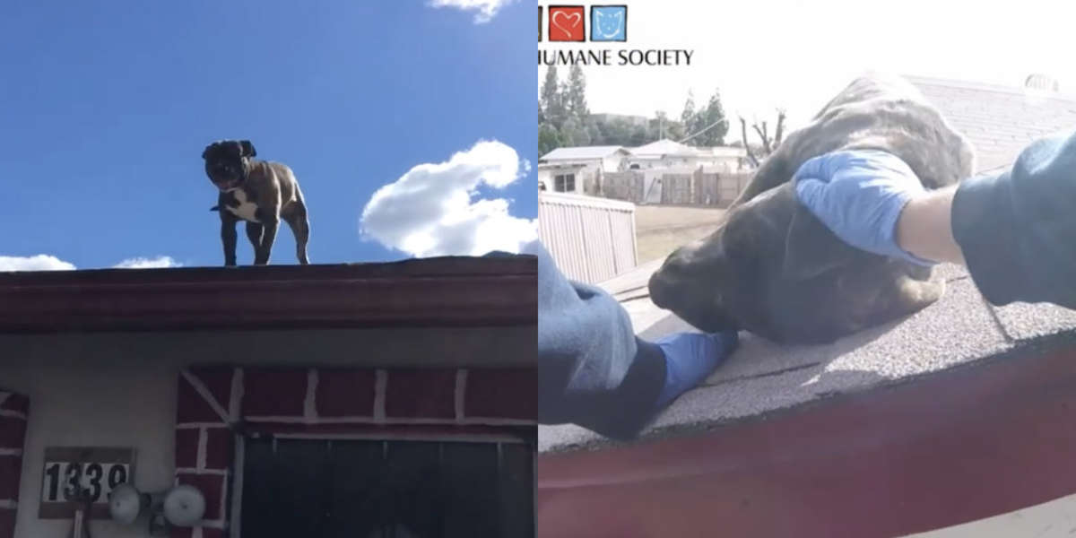 Puppy Stuck On Roof Is So Excited To See Rescuers - The Dodo