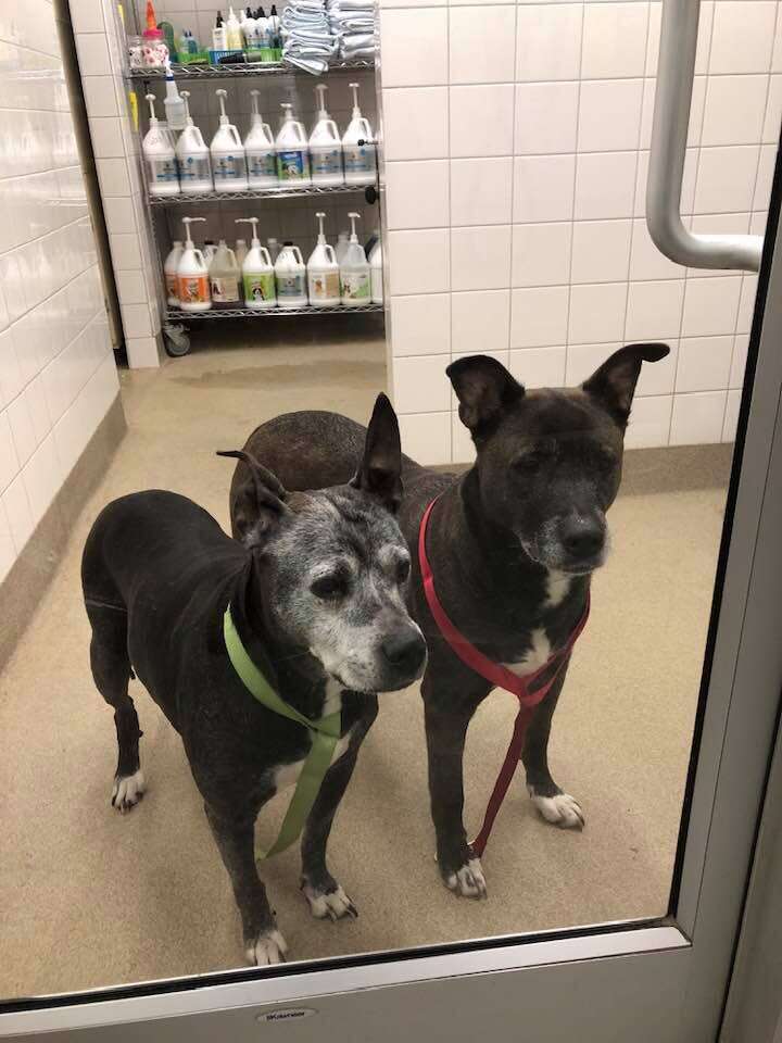 Two dogs abandoned in Petco bathroom