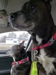 Dogs left in Petco on their way to rescue