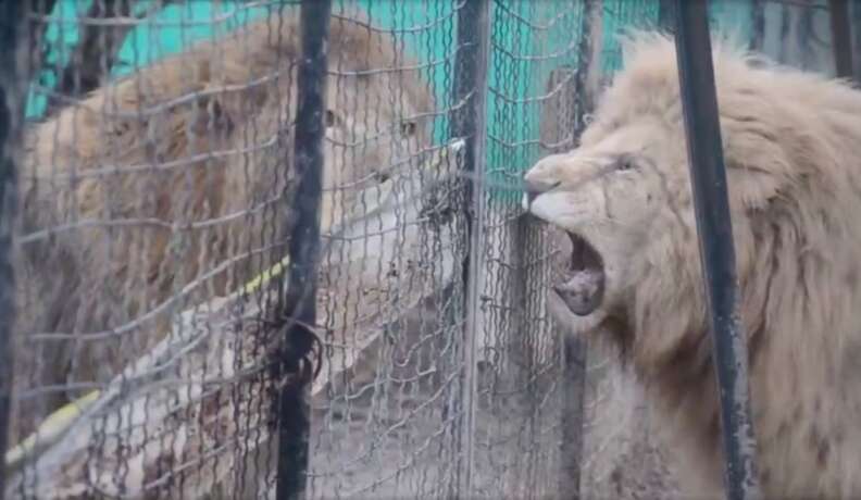 lion cage pen