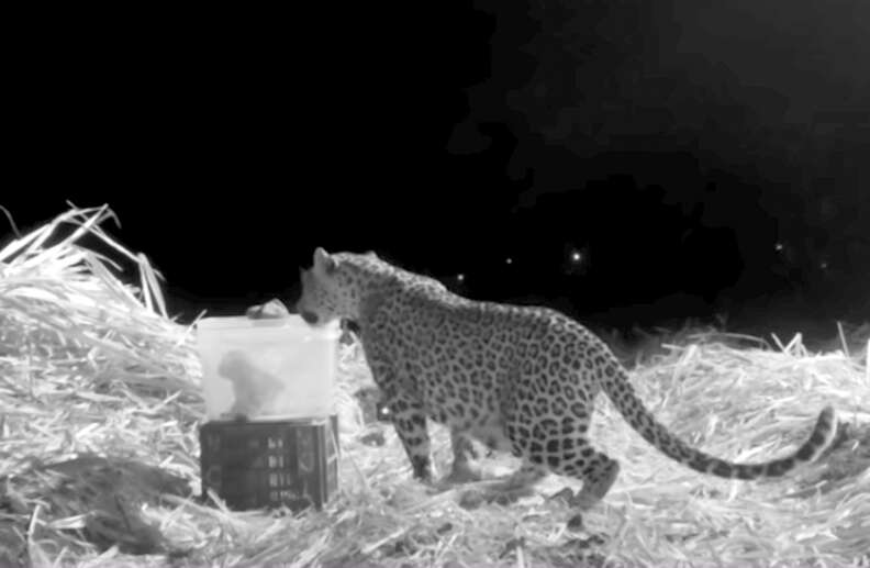 Mother leopard reuniting with lost cub in India