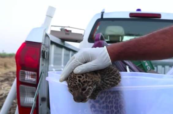 Leopard cub found in sugarcane field