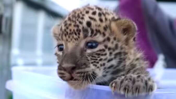 Mother leopard reuniting with lost cub in India