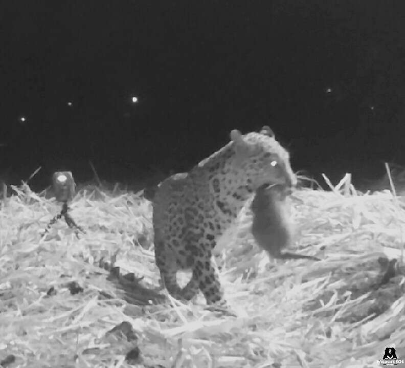 Leopard reunites with cub in India