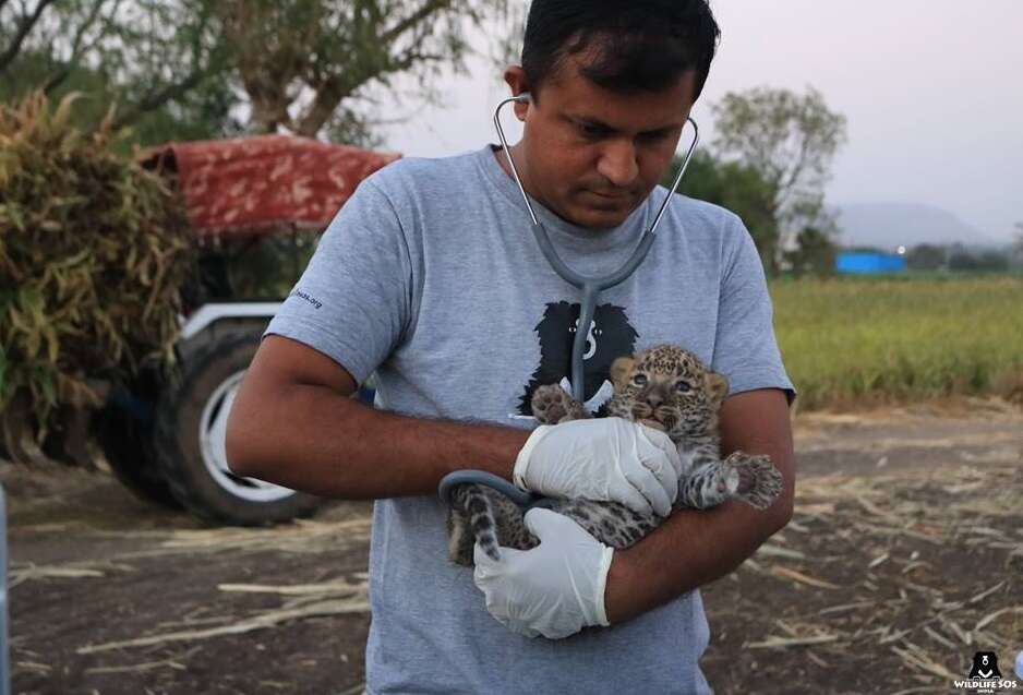 Leopard cub discovered alone in sugarcane field