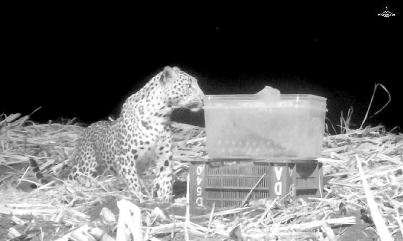 Mother leopard reuniting with lost cub in India