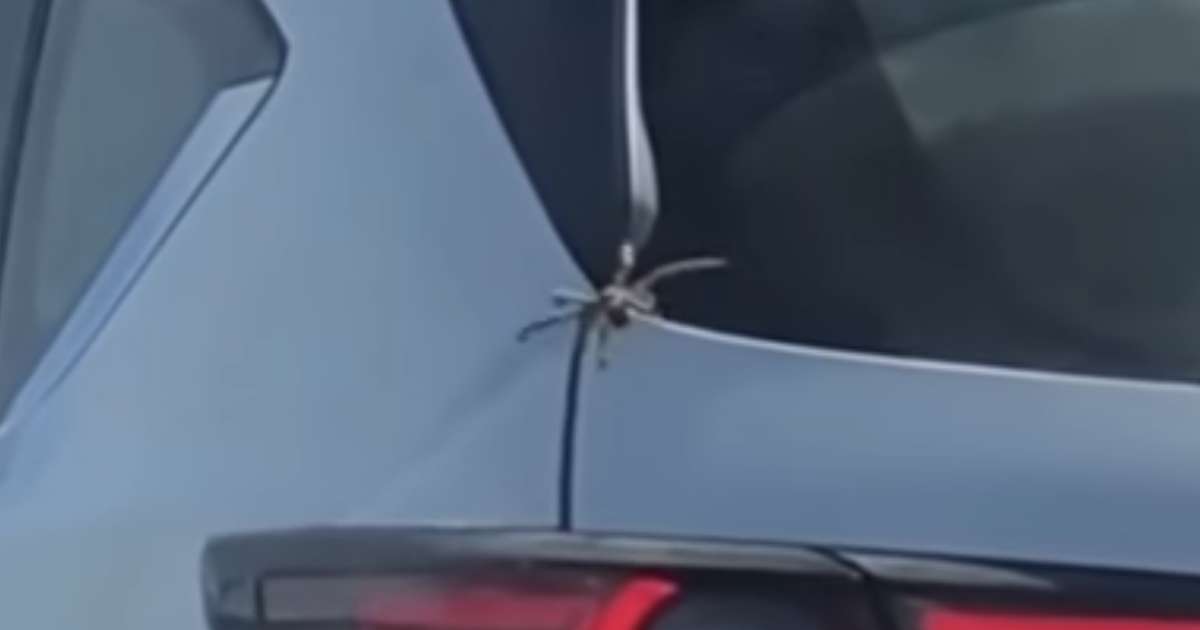 Spider Crawls Into Car In Australia Thrillist