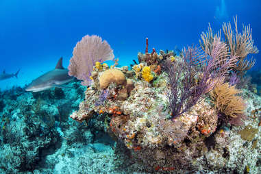 caribbean reef shark