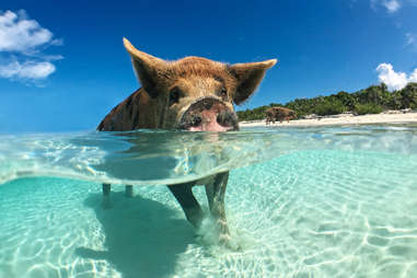 pig bahamas