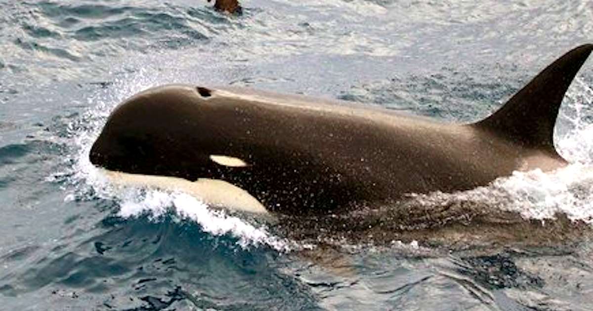 'Mystery' Orca Believed To Be New Species Of Killer Whale - The Dodo