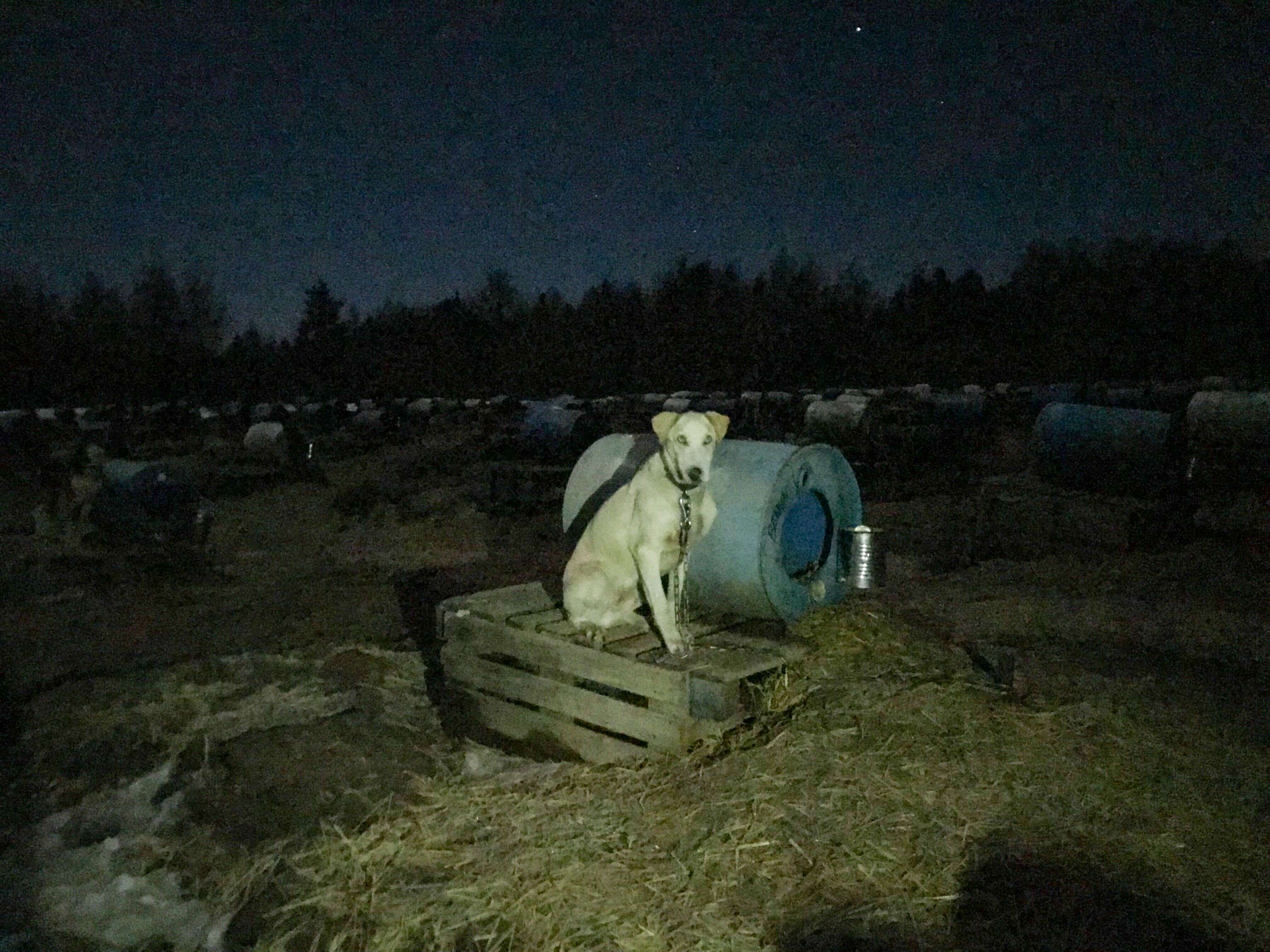 dog sled chocpaw