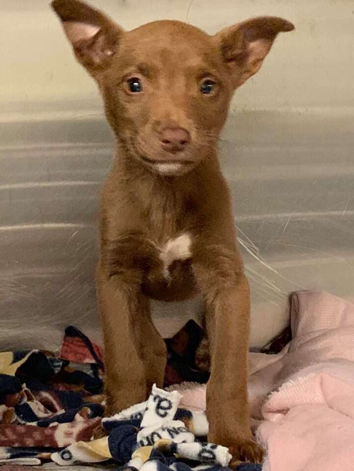 dog rescue puppy smile