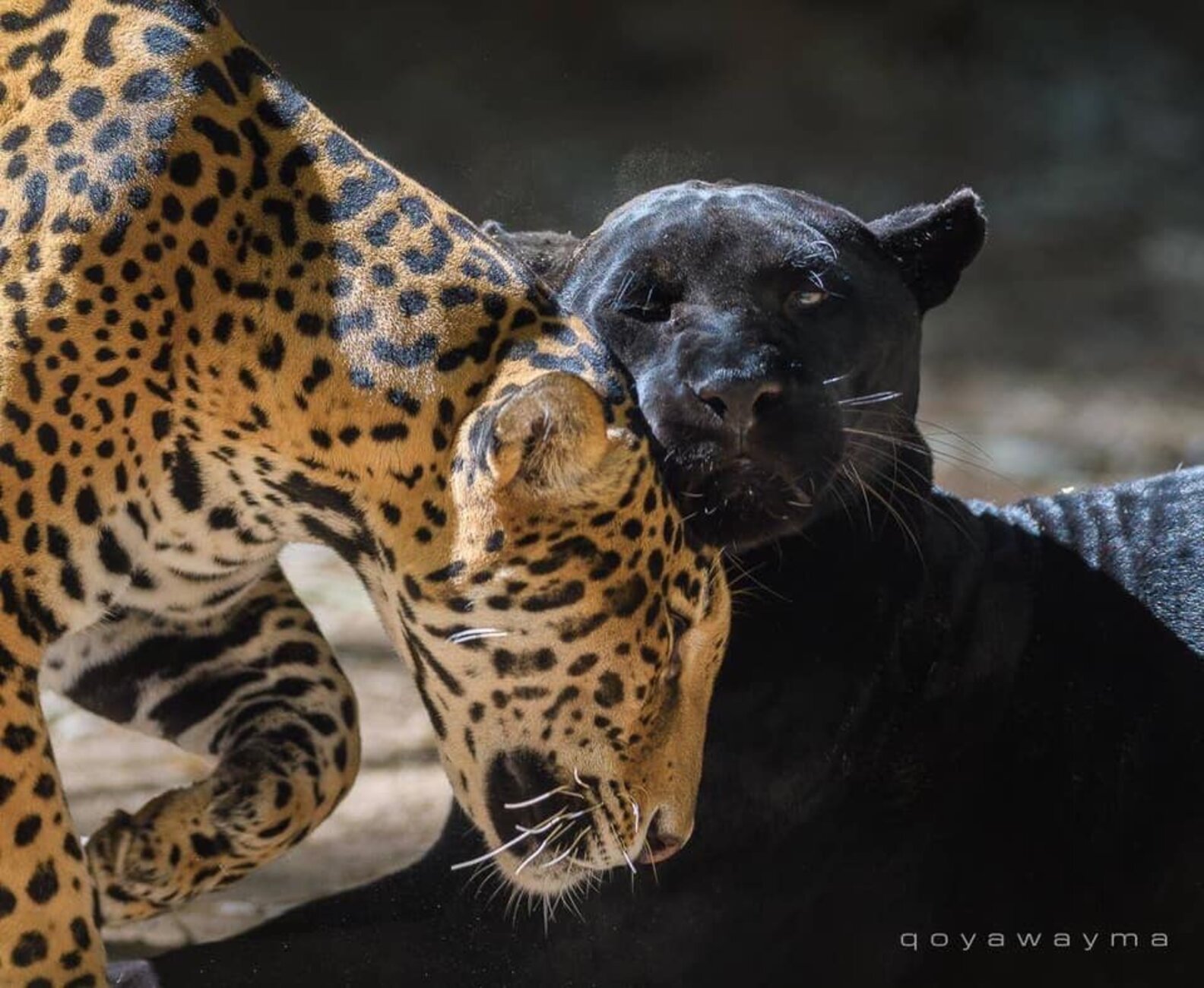Woman Mauled By Zoo Jaguar After Trying To Take Selfie With Animal