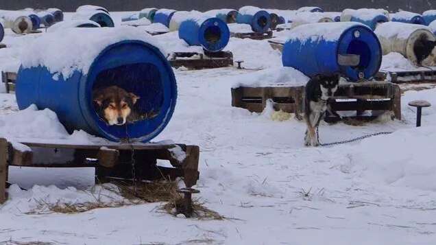 sled dog kennel chocpaw