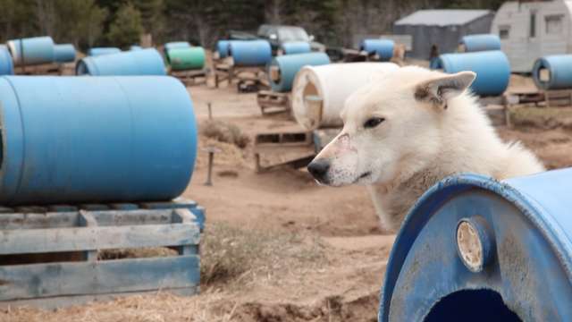 sled dog chocpaw