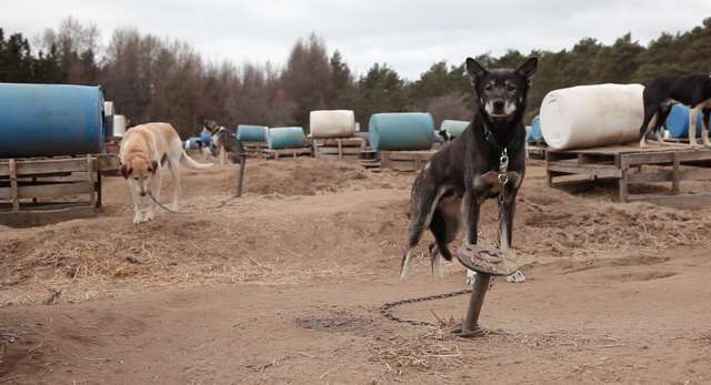 sled dogs chocpaw