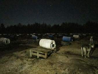 sled dog cull