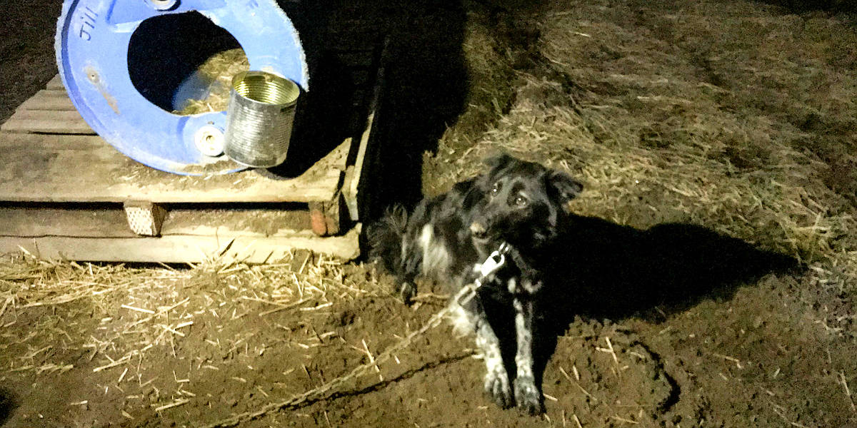 Chocpaw kennel store