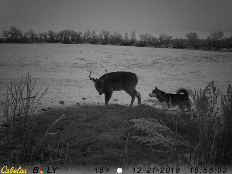 dog friend deer