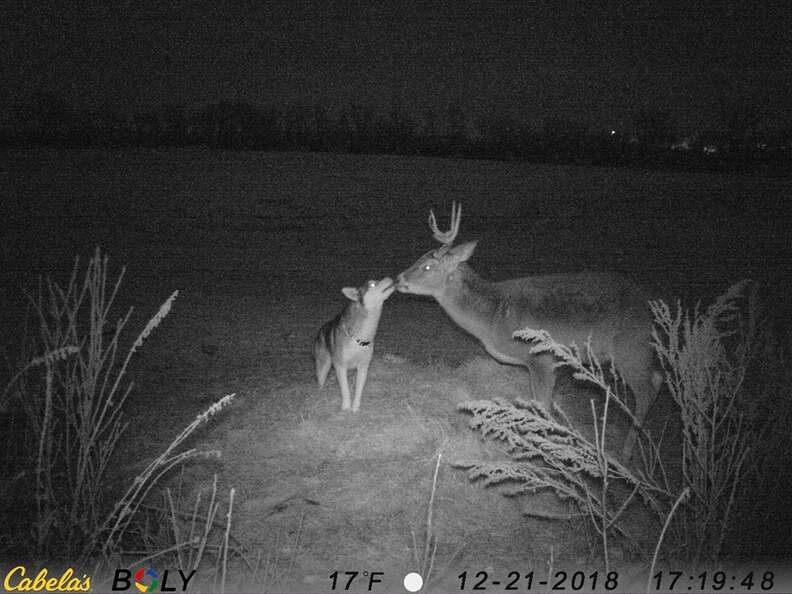 dog deer friend
