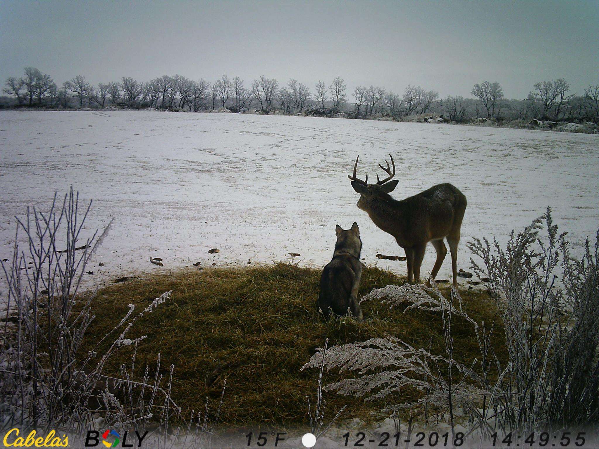 dog friendship deer