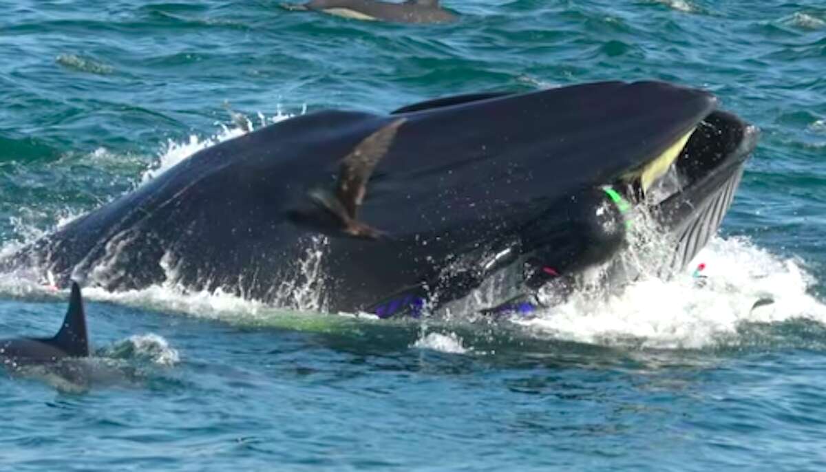 Diver in mouth of Bryde's whale in South Africa