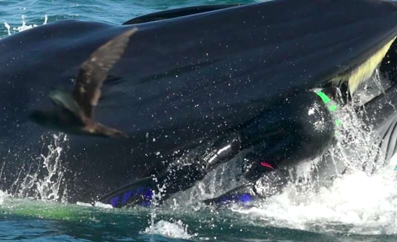 Diver in mouth of Bryde's whale in South Africa