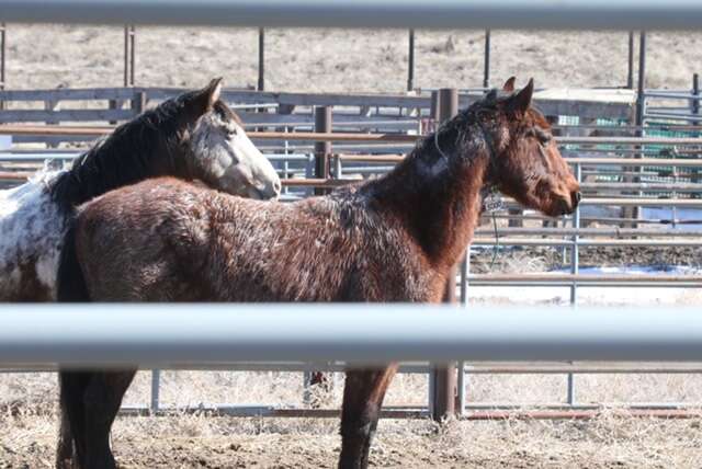 Wild horses captured by BLM