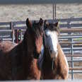 Bonded wild horses captured by the BLM