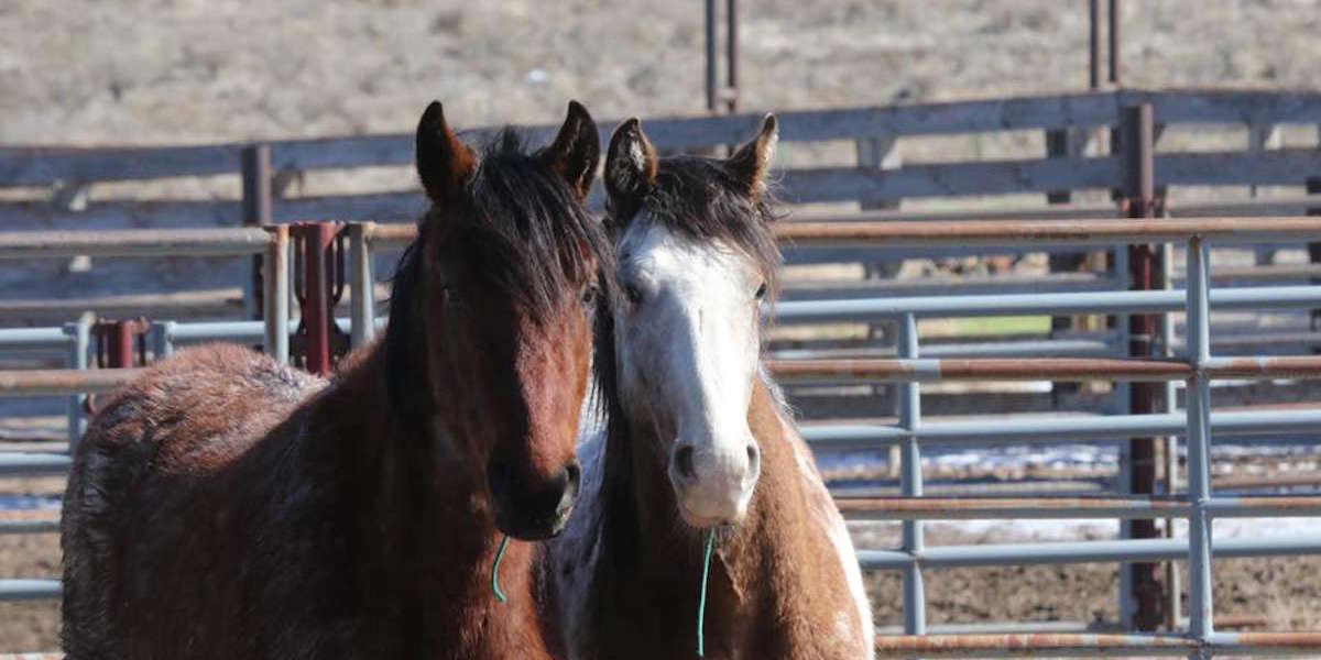 Bonded Wild Horses Captured By BLM Get To Stay Together At Sanctuary