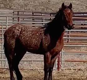 Wild horse Hawk rounded up by the BLM