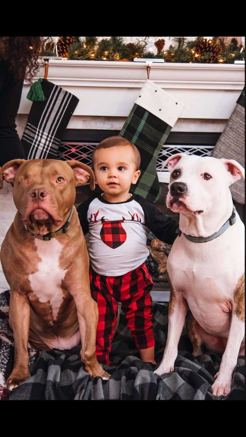 pit bull and boy