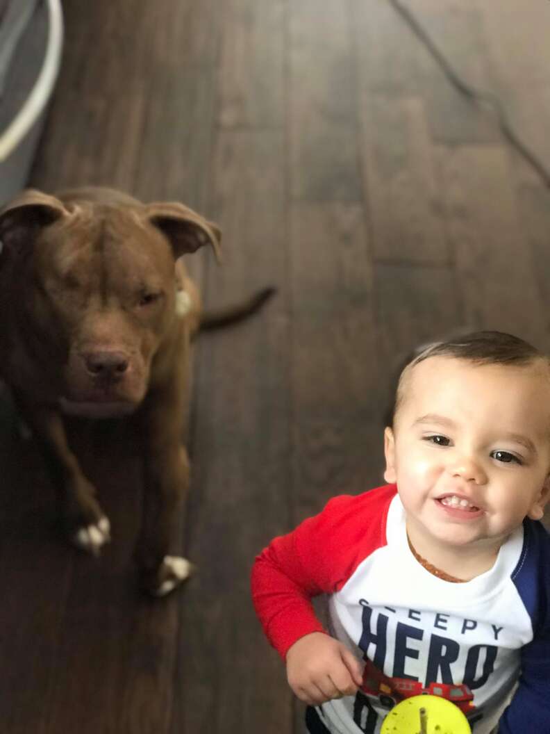 boy and pit bull