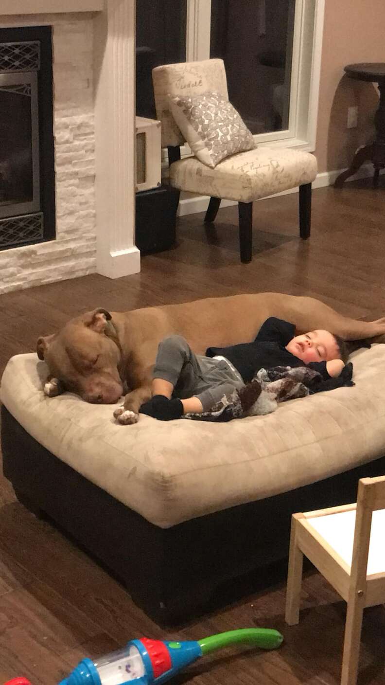 pit bull and boy