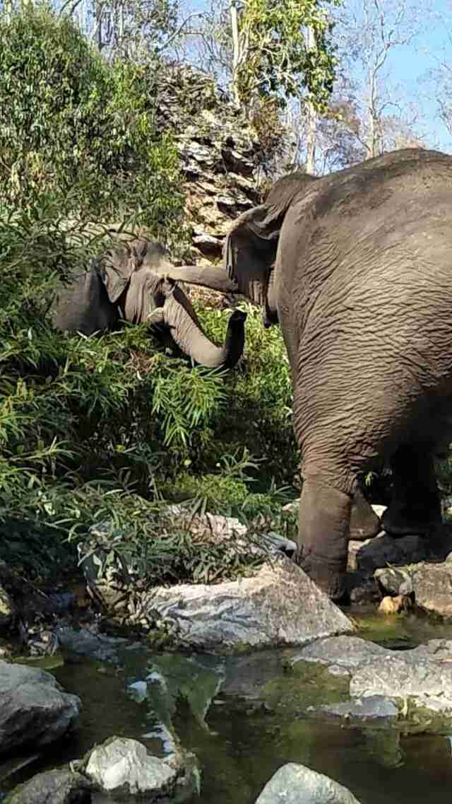 Retiring working elephant in Thailand meets first friend