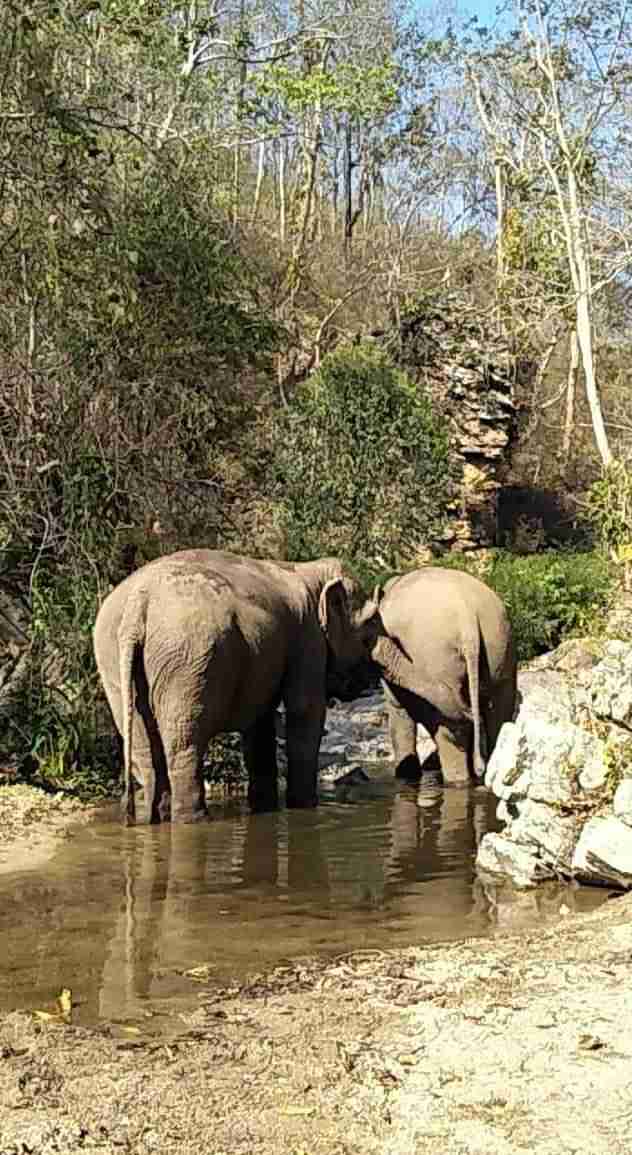 Retiring working elephant in Thailand meets first friend